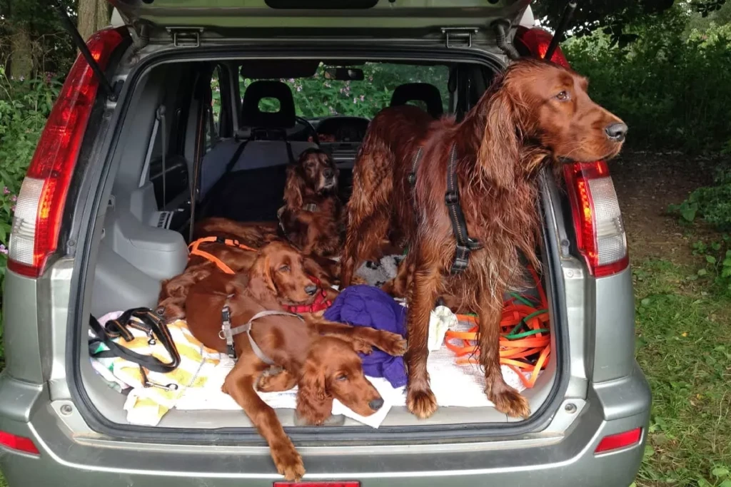 la-remorque-pour-chien-revolutionnez-le-transport-de-votre-compagnon-a-quatre-pattes